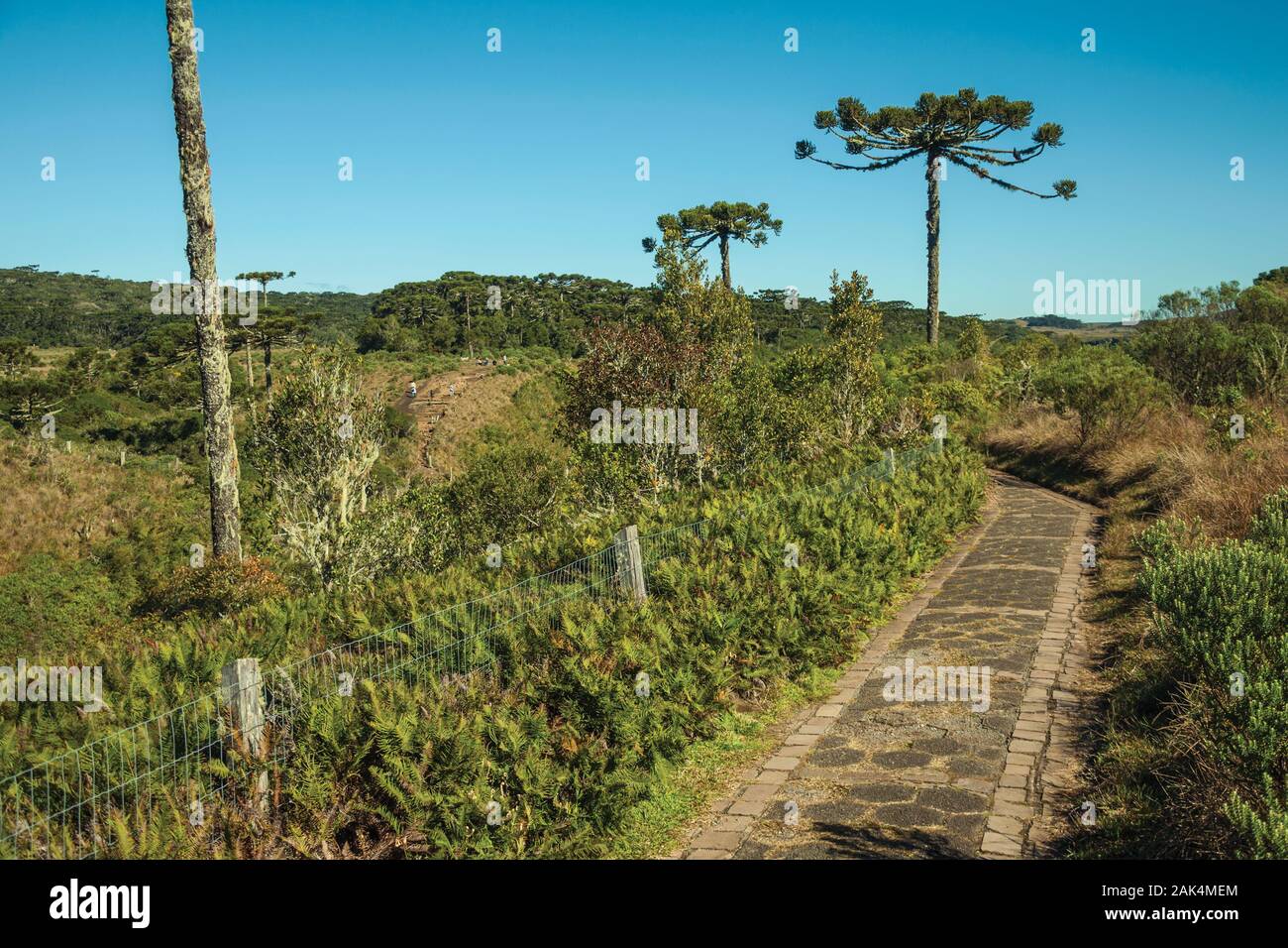 Avec pins au parc national Aparados da Serra, près de Cambara do Sul. Une ville avec des attractions touristiques naturelles dans le sud du Brésil. Banque D'Images