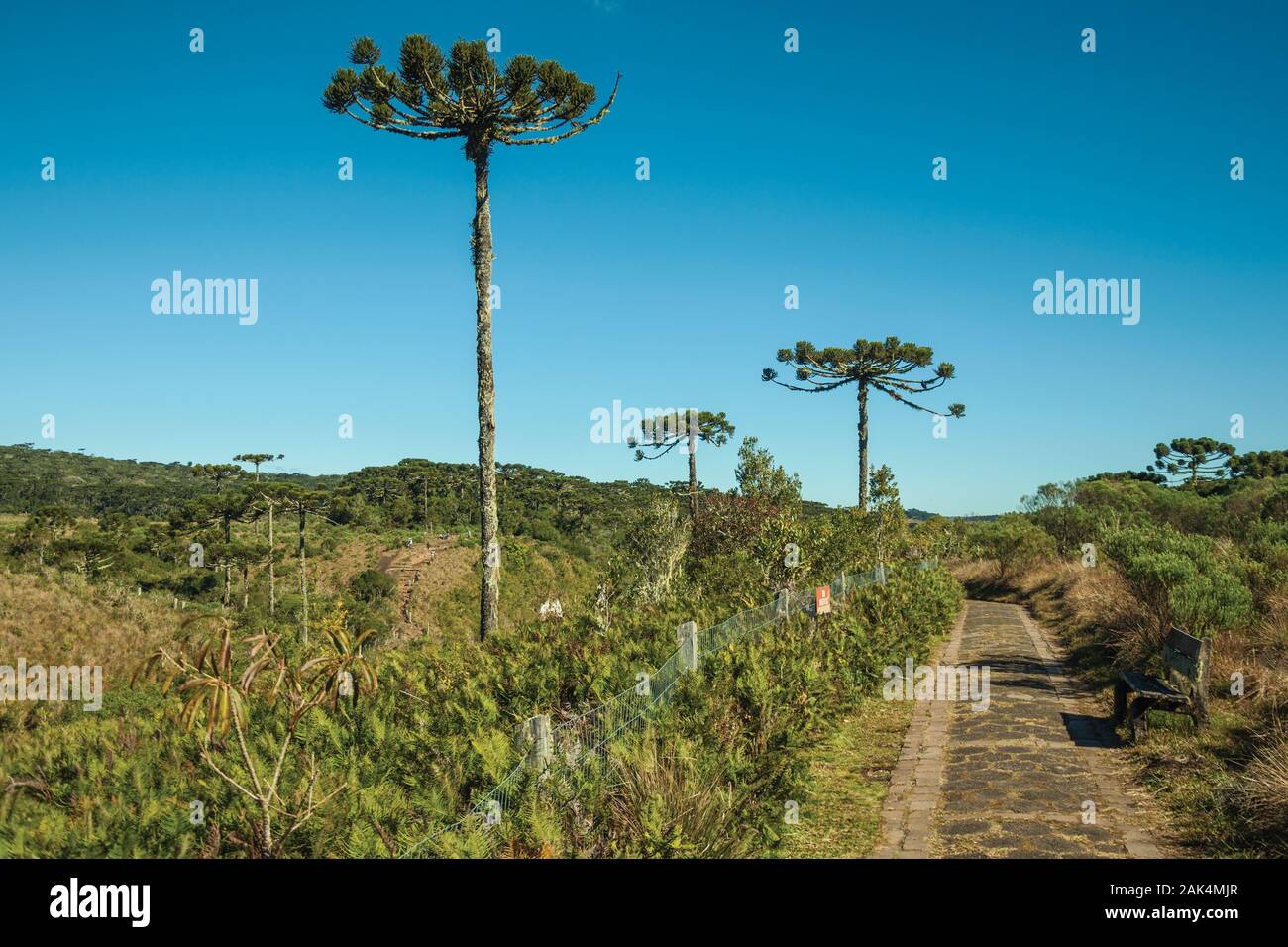 Avec pins au parc national Aparados da Serra, près de Cambara do Sul. Une ville avec des attractions touristiques naturelles dans le sud du Brésil. Banque D'Images