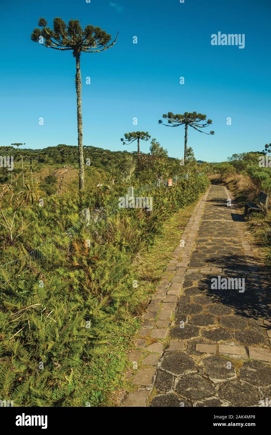 Avec pins au parc national Aparados da Serra, près de Cambara do Sul. Une ville avec des attractions touristiques naturelles dans le sud du Brésil. Banque D'Images