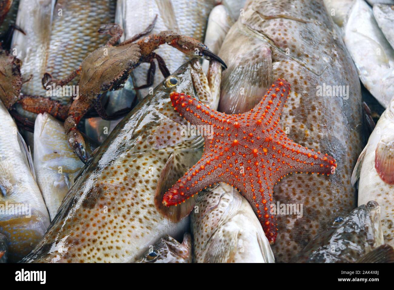 Sharjah, Sharjah-Stadt Seesterne Krebse : und auf dem Fischmarkt, Dubaï | conditions dans le monde entier Banque D'Images