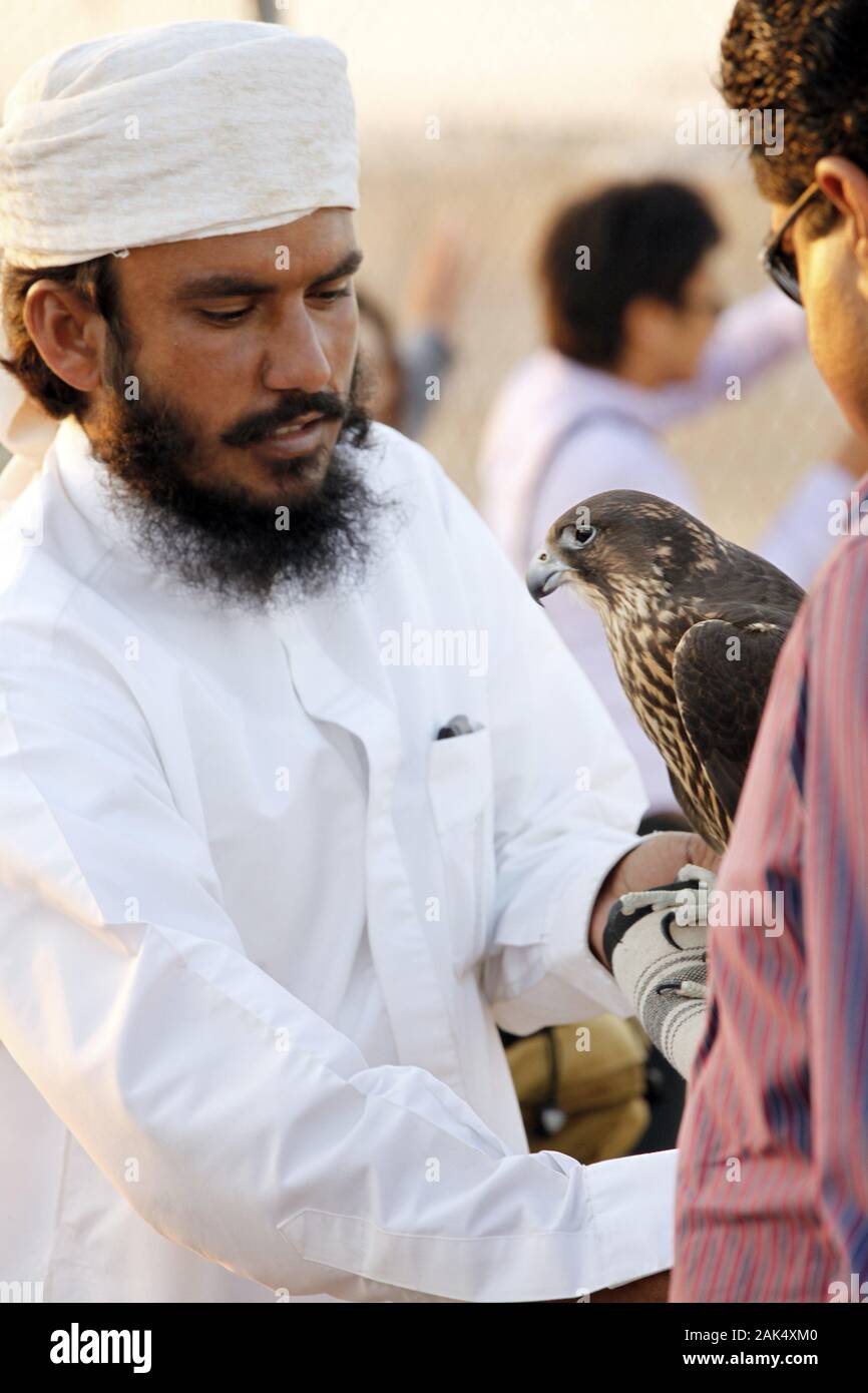 Dubaï : Falkner Falken mit einer waehrend Wuestensafari, Dubaï | conditions dans le monde entier Banque D'Images