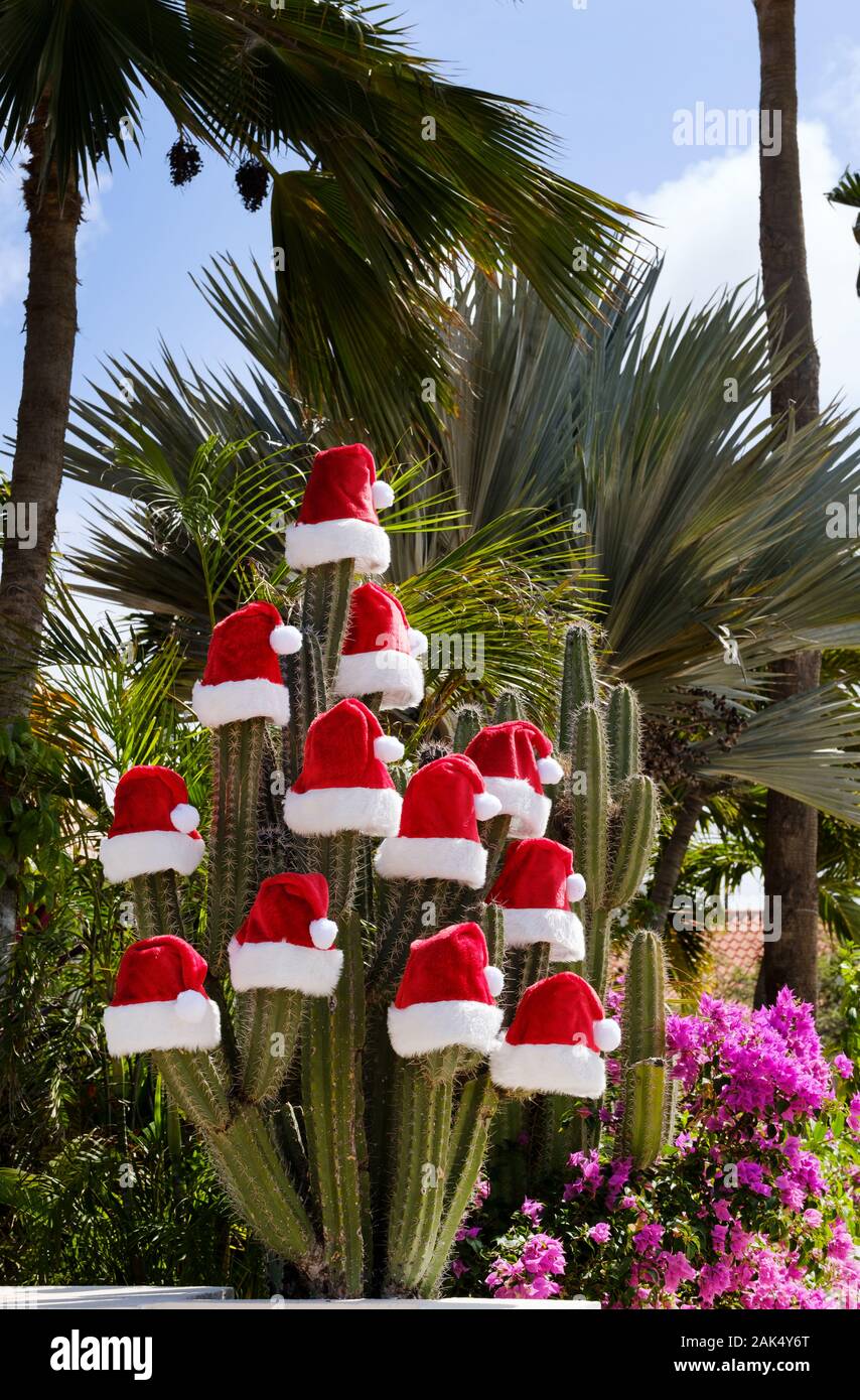 Santa Claus Noël chapeau placé sur le dessus des bras d'un grand cactus poussant dans un jardin intérieur sur une île des Caraïbes Banque D'Images