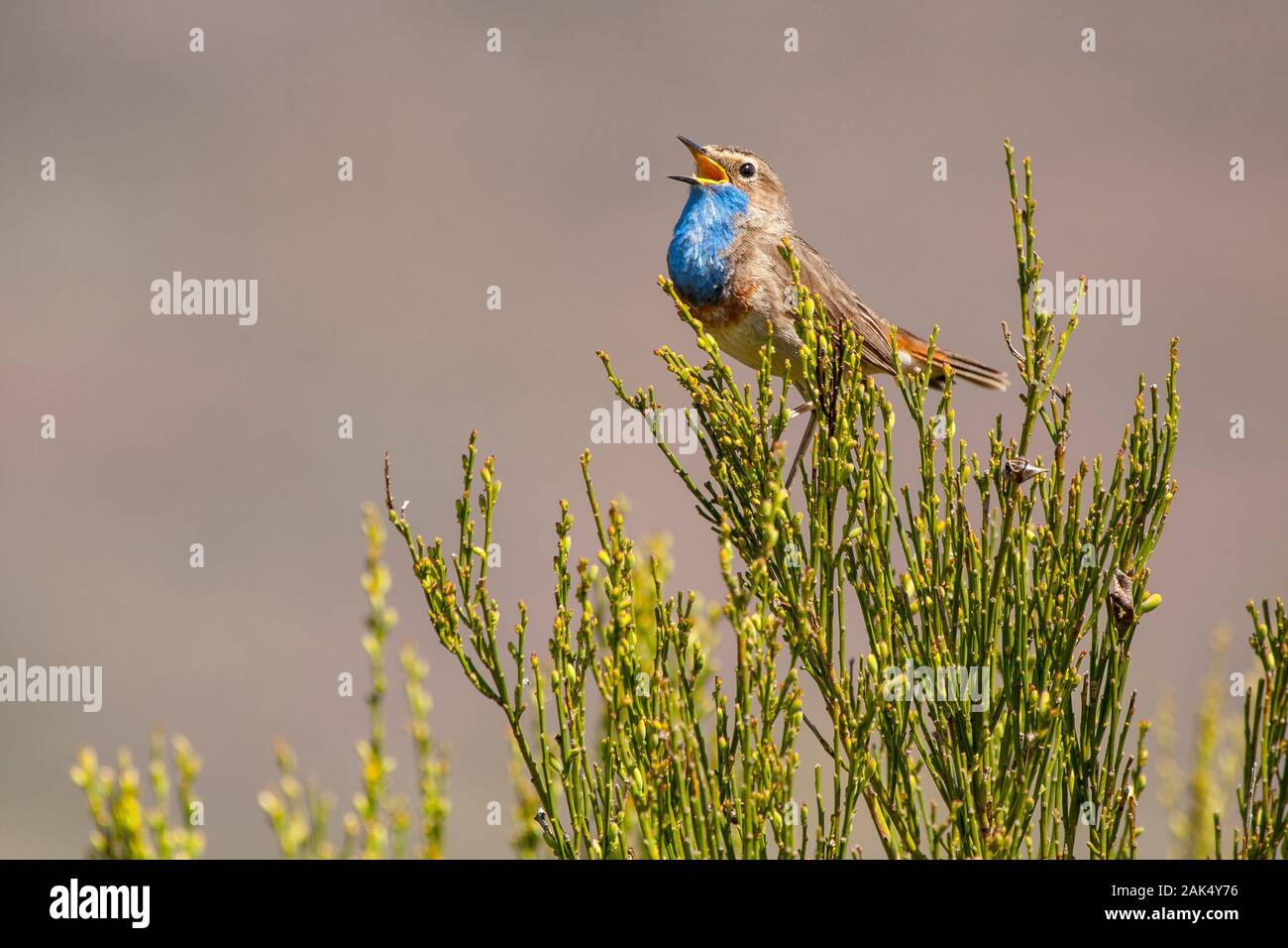 White-spotted gorgebleue à miroir (Luscinia svecica cyanecula) chanter dans la cordillère Cantabrique. Leon, Espagne. Banque D'Images