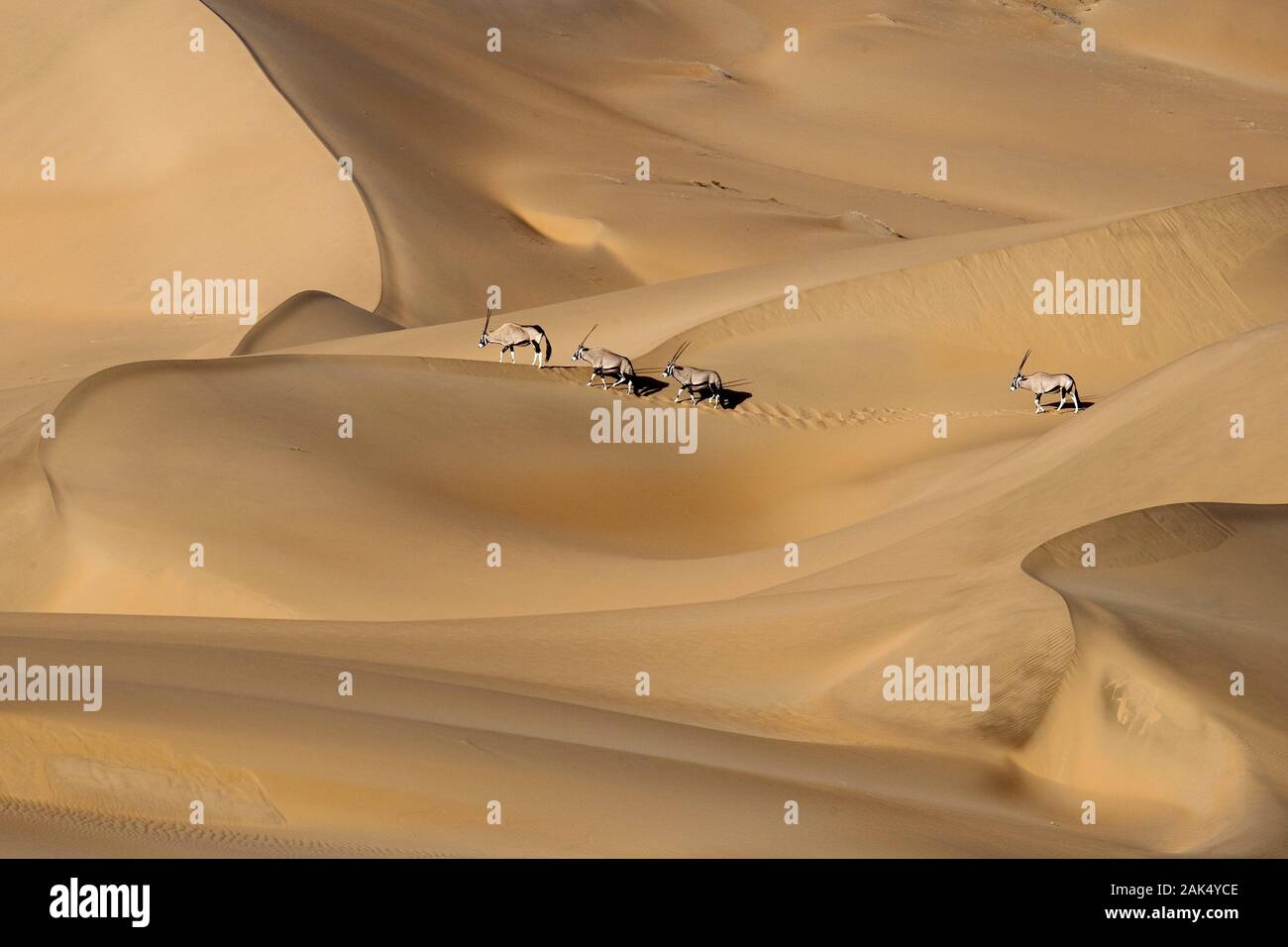 Des Hartmannstals Spektakulaere Landschaft im Kaokoveld, Oryx Antilopen inmitten von Sandduenen, Namibie | conditions dans le monde entier Banque D'Images