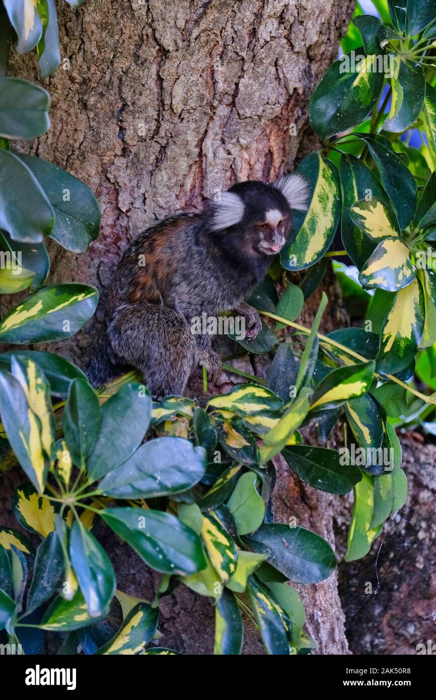 À blanc commun-ear marmouset (petits singes) sur brach arbre dans la forêt tropicale, à São Paulo Banque D'Images