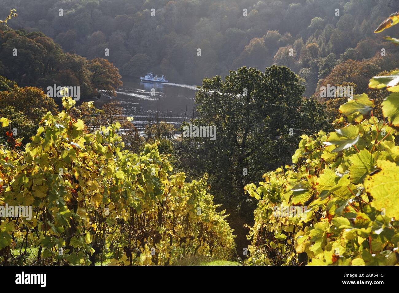 Totnes : Blick vom Weingut Sharpham Vineyard auf den Dart River, Suedengland dans le monde d'utilisation | Banque D'Images