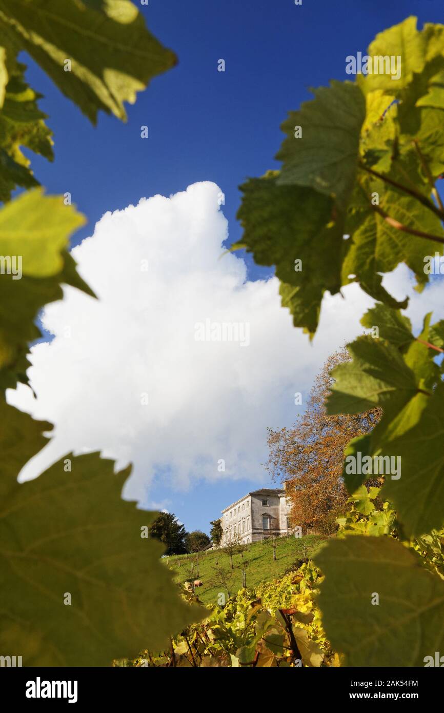 Totnes : Weingut Sharpham Vineyard, Suedengland dans le monde d'utilisation | Banque D'Images
