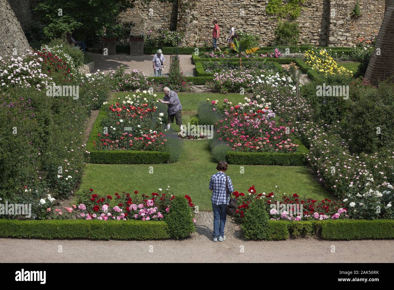 Eltville am Rhein : der Rosengarten vous Kurfuerstlichen Burg, Rhein | conditions dans le monde entier Banque D'Images