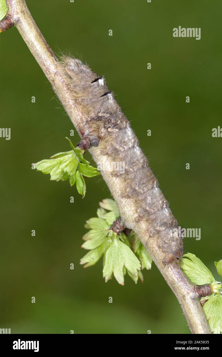 L'Agrion Gasteropacha quercifolia longueur 40mm. Une espèce dont la couleur, et la forme des ailes et le motif, qu'il ressemble à une feuille d'automne. A Adultes Banque D'Images