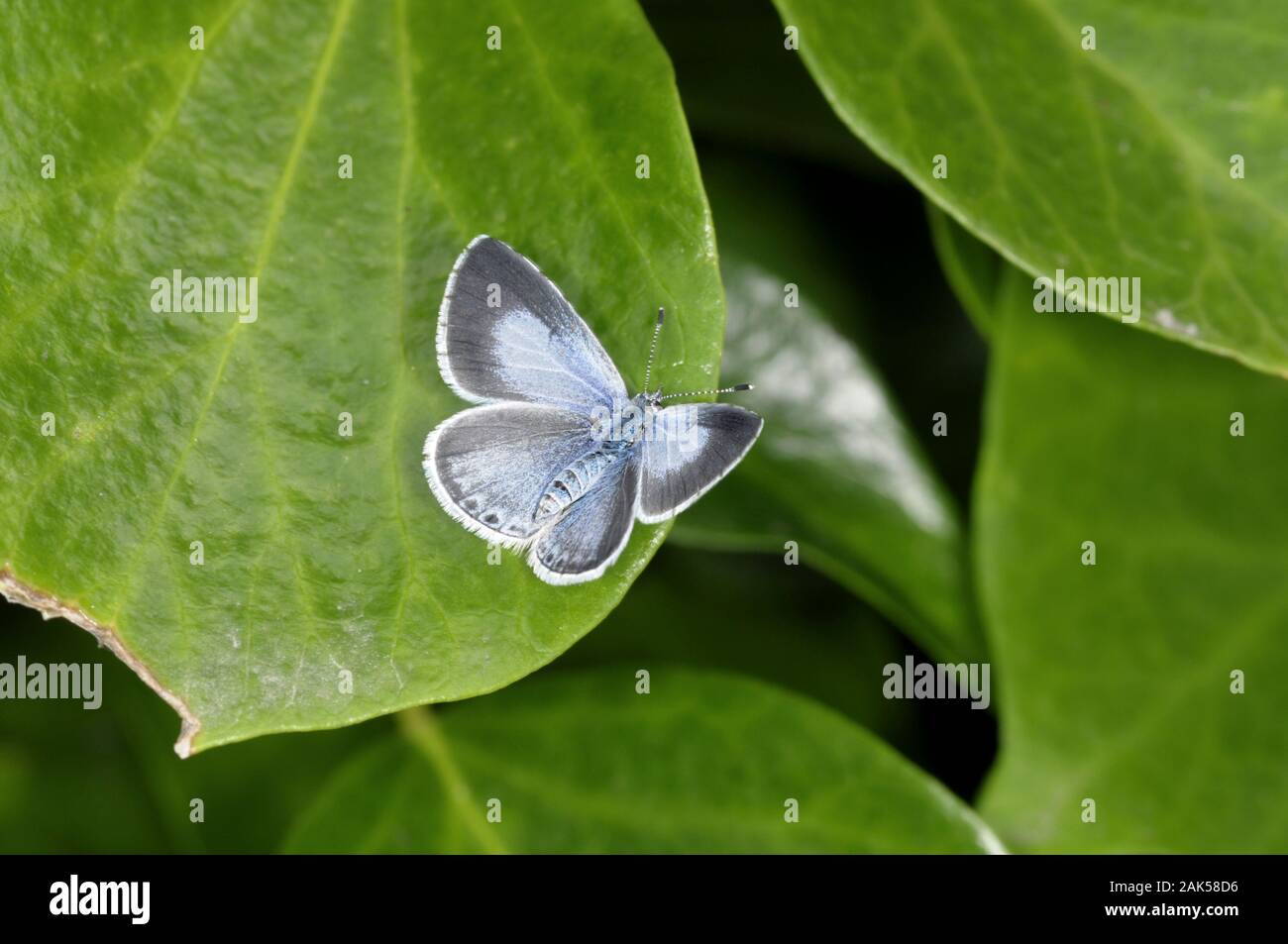 Holly Celastrina argiolus bleu 30 mm d'envergure. Un spectacle familier dans les jardins, surtout si la plante hôte larvaire (Holly et Ivy) poussent à proximité. Dans Banque D'Images