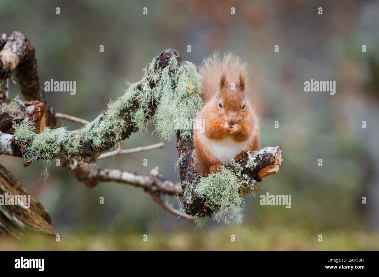 L'écureuil roux, Sciurus vulgaris Banque D'Images