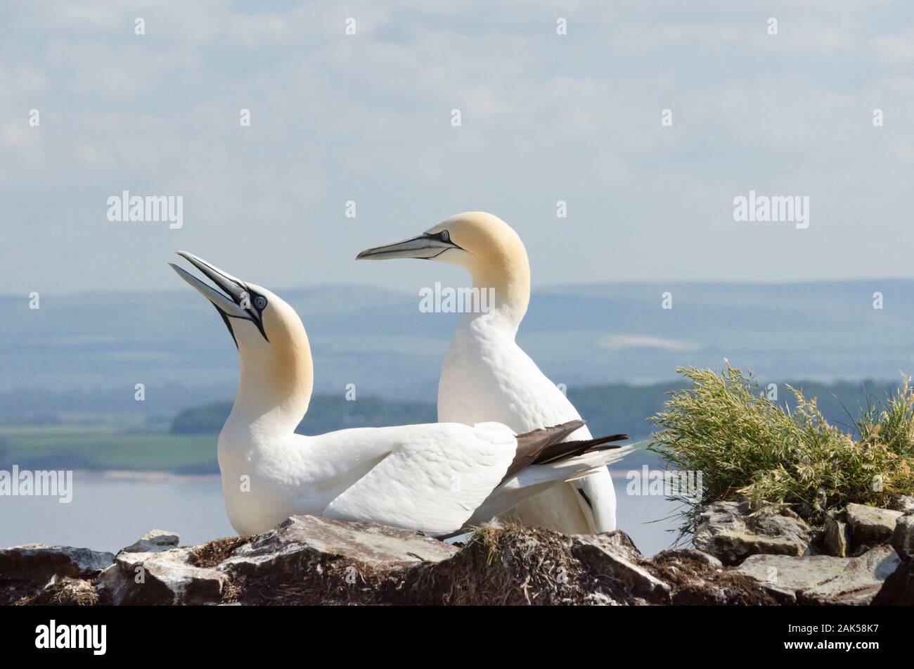 Couple reproducteur de bassan, Morus bassanus, haute à la basse rock au large de la côte écossaise Banque D'Images