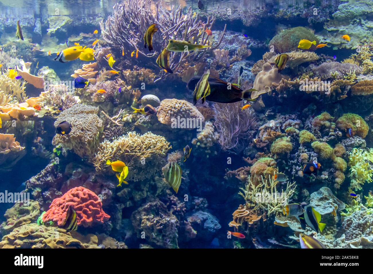 Paysage récifs coralliens submergés comprenant de nombreux poissons colorés Banque D'Images