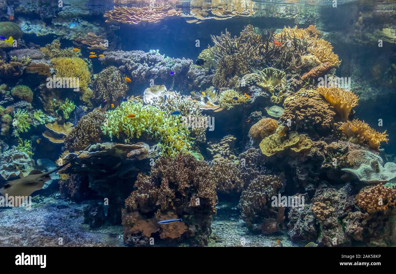 Paysage récifs coralliens submergés comprenant de nombreux poissons colorés Banque D'Images