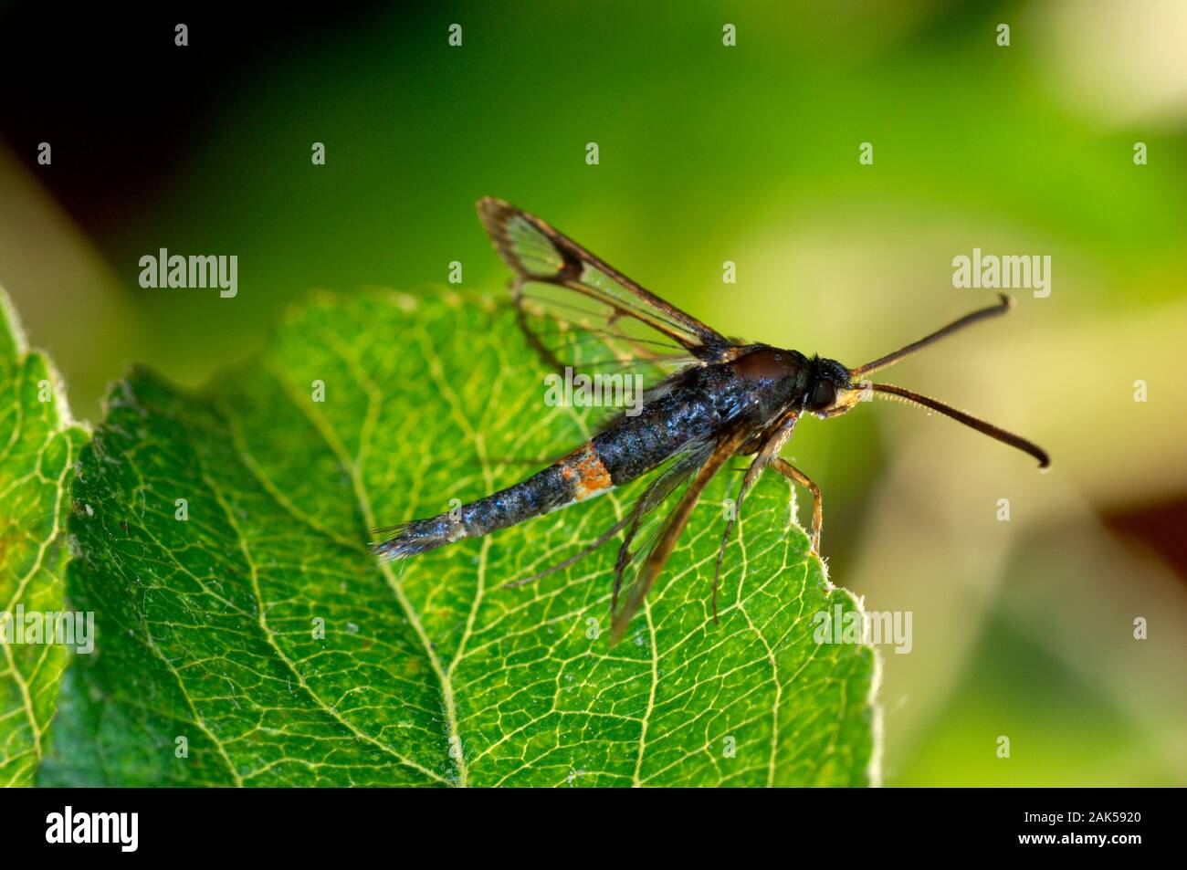 Sésie ceinturés rouge - Synanthedon myopaeformis Banque D'Images