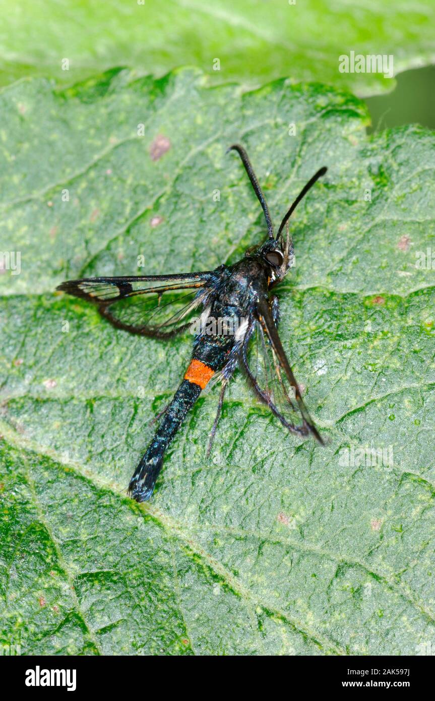 Sésie ceinturés rouge - Synanthedon myopaeformis Banque D'Images