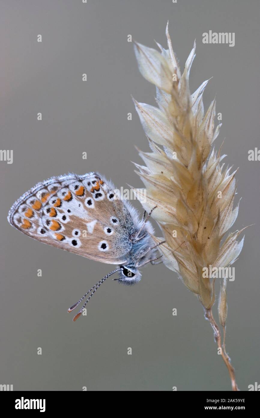 Aricia agestis Argus brun env 25mm. Un papillon bien marquée d'habitats herbeux. Des profils se souvient d'une femme mais bleu note la plus petite taille et Banque D'Images