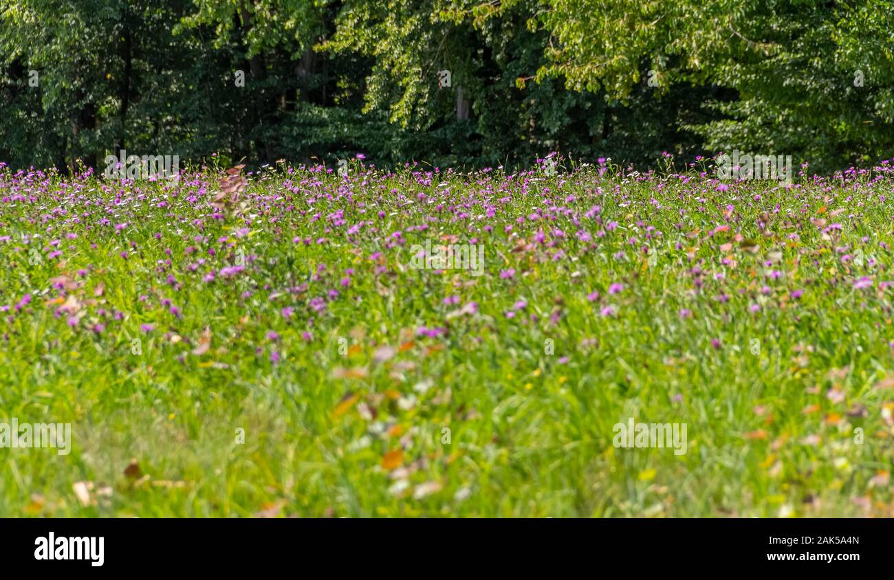 Sunny meadow lumineux près du bord de la forêt Banque D'Images