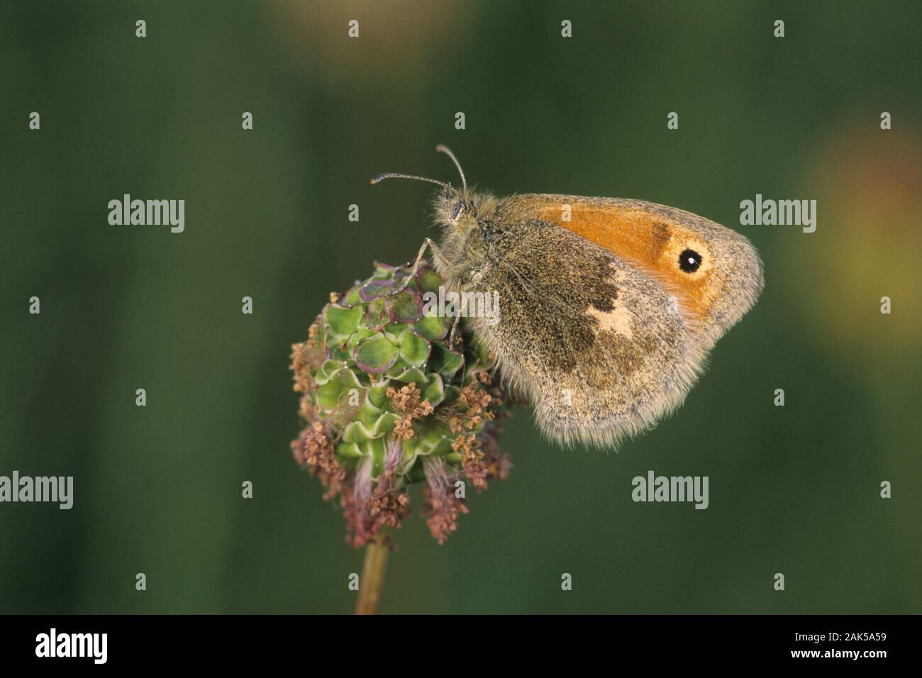 Coenonympha pamphilus Small Heath env 30mm. Un petit papillon des prairies qui, invariablement, se repose avec ses ailes fermées ; upperwings ne sont presque jamais r Banque D'Images