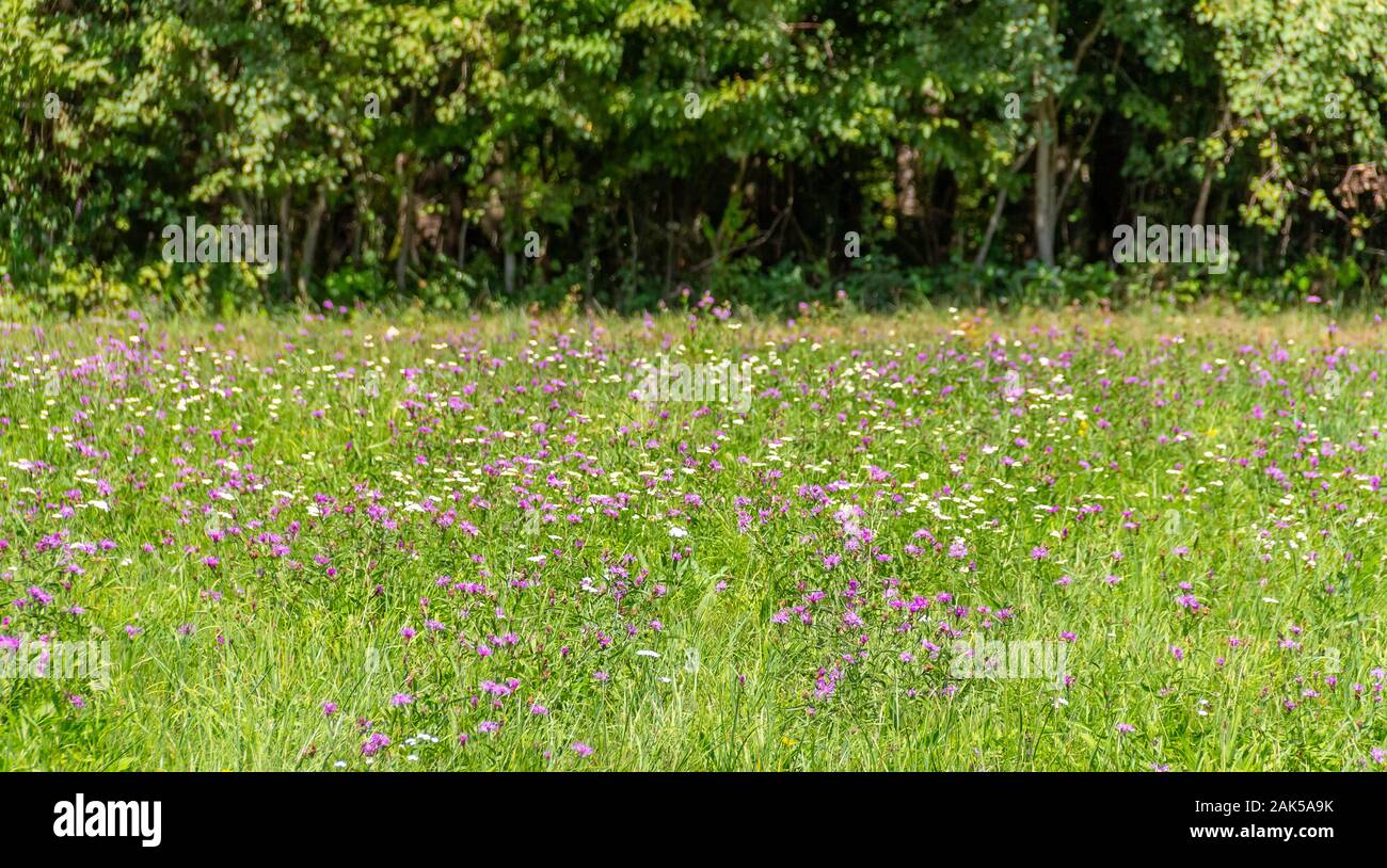 Sunny meadow lumineux près du bord de la forêt Banque D'Images