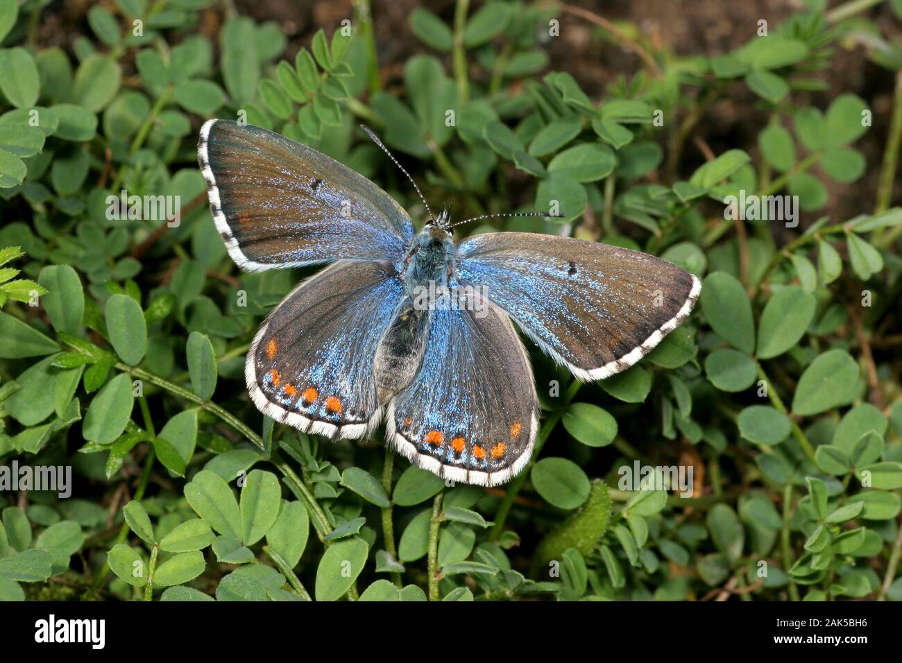 Blue Polyommatus bellargus Adonis env 32mm. Un classique de la craie downland papillon, les mâles sont éblouissante. Mâle adulte a bleu irisé Banque D'Images