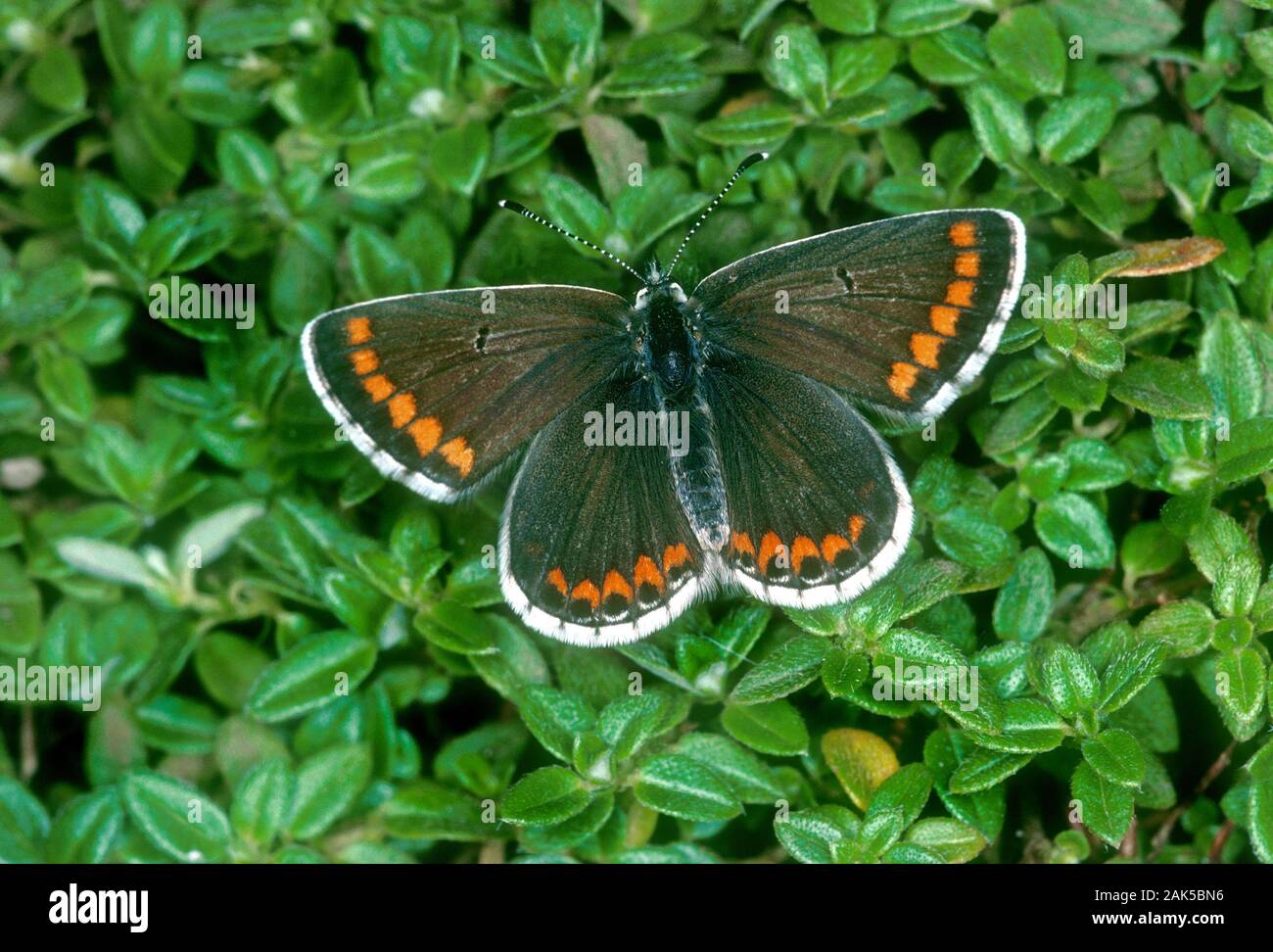 Aricia agestis Argus brun env 25mm. Un papillon bien marquée d'habitats herbeux. Des profils se souvient d'une femme mais bleu note la plus petite taille et Banque D'Images