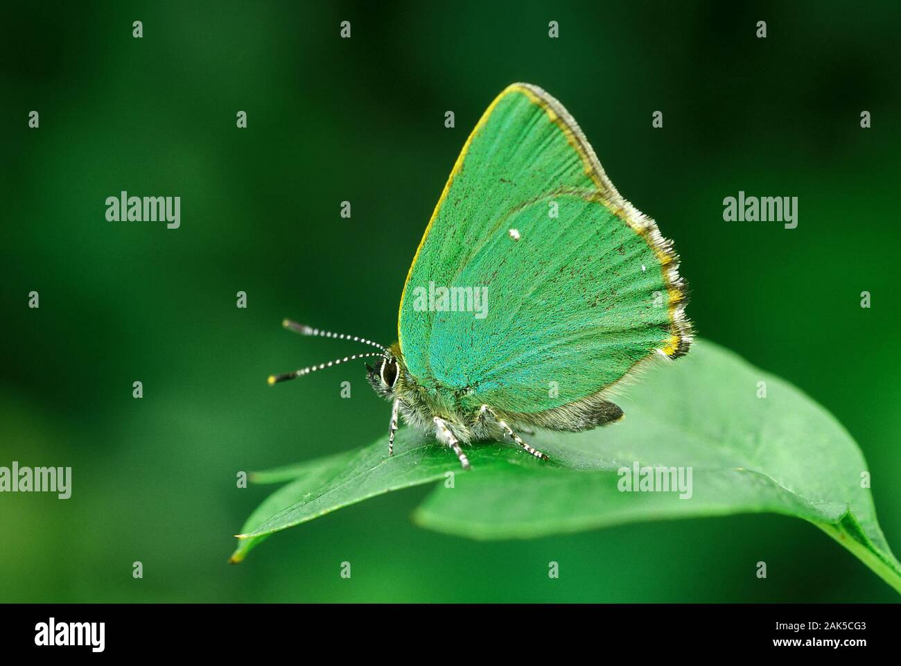 Green Hairstreak Callophrys rubi envergure 25mm. Un petit papillon dont le bourdonnement vol est difficile à suivre. Upperwings brown révèle rarement adultes ; en vertu de Banque D'Images