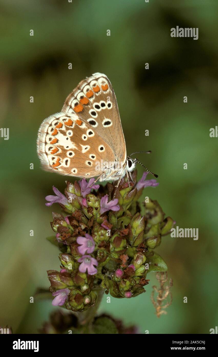 Aricia agestis Argus brun env 25mm. Un papillon bien marquée d'habitats herbeux. Des profils se souvient d'une femme mais bleu note la plus petite taille et Banque D'Images