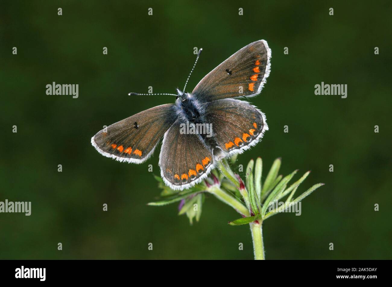 Aricia agestis Argus brun env 25mm. Un papillon bien marquée d'habitats herbeux. Des profils se souvient d'une femme mais bleu note la plus petite taille et Banque D'Images