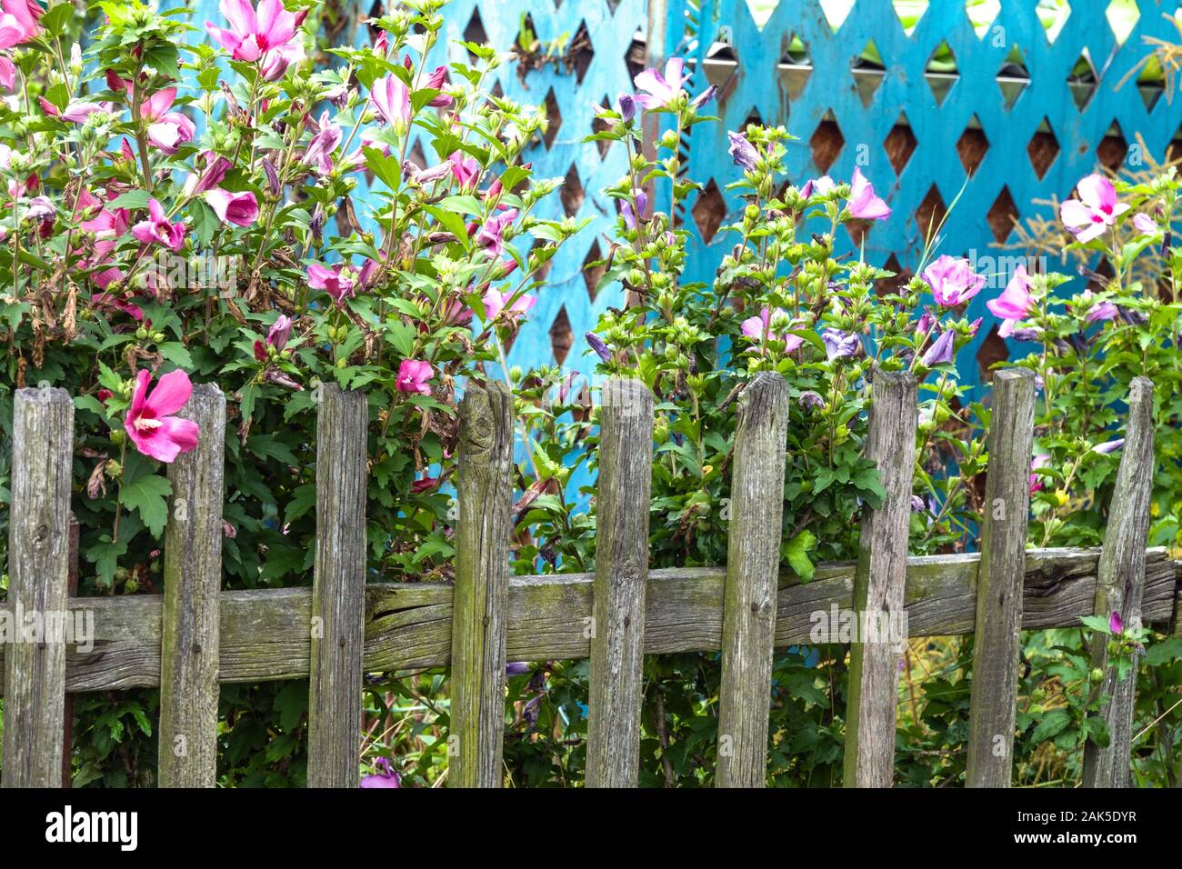 Arbuste à fleurs au jardin clôture roses de Sharon Banque D'Images