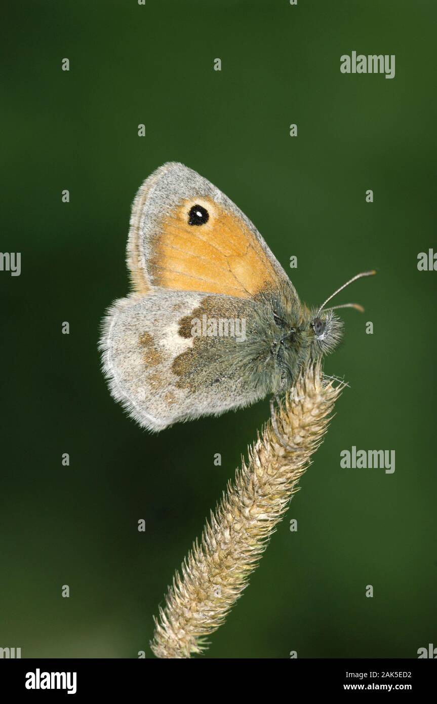 Coenonympha pamphilus Small Heath env 30mm. Un petit papillon des prairies qui, invariablement, se repose avec ses ailes fermées ; upperwings ne sont presque jamais r Banque D'Images