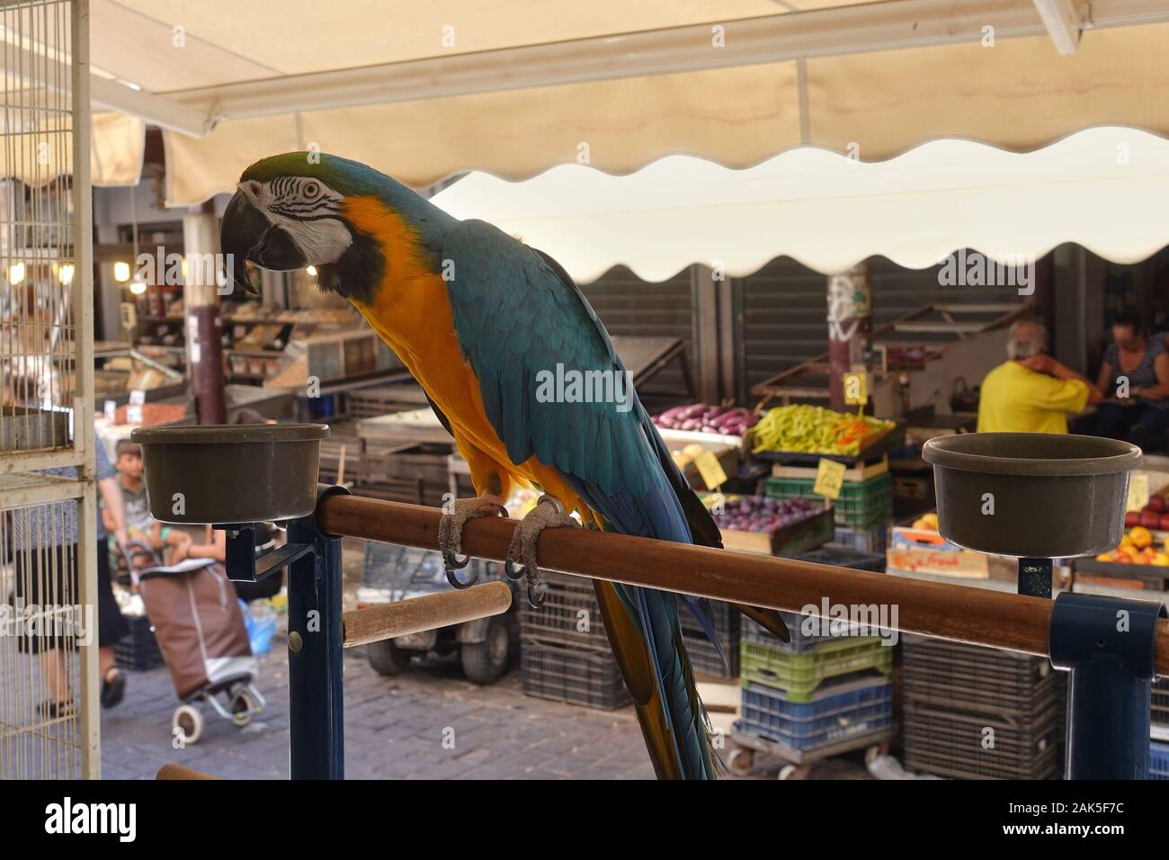 Athènes, Grèce - 14 septembre 2019 : oiseau perroquet coloré perché sur support en bois au marché de rue traditionnels dans le centre-ville d'Athènes. Banque D'Images