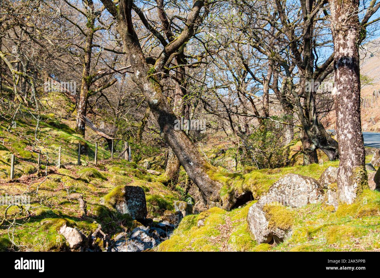 Des rochers et des arbres couverts de mousse remplir la vallée d'un petit ruisseau de montagne à Borrowdale en Angleterre du Lake District. Banque D'Images