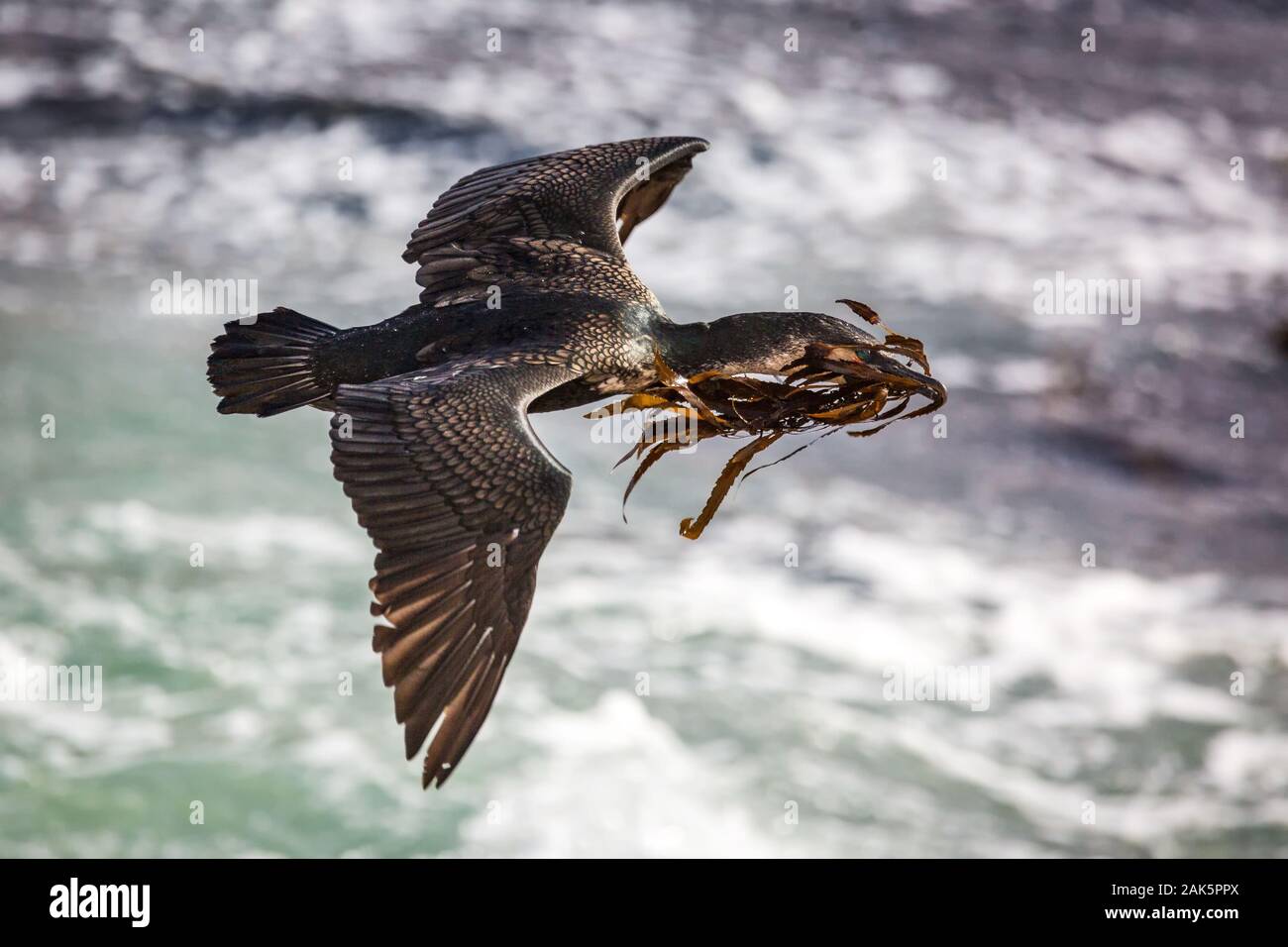 Close up of a Flying Cape Cormorant (Phalacrocorax capensis) transportant des algues pour la nidification, Afrique du Sud Banque D'Images