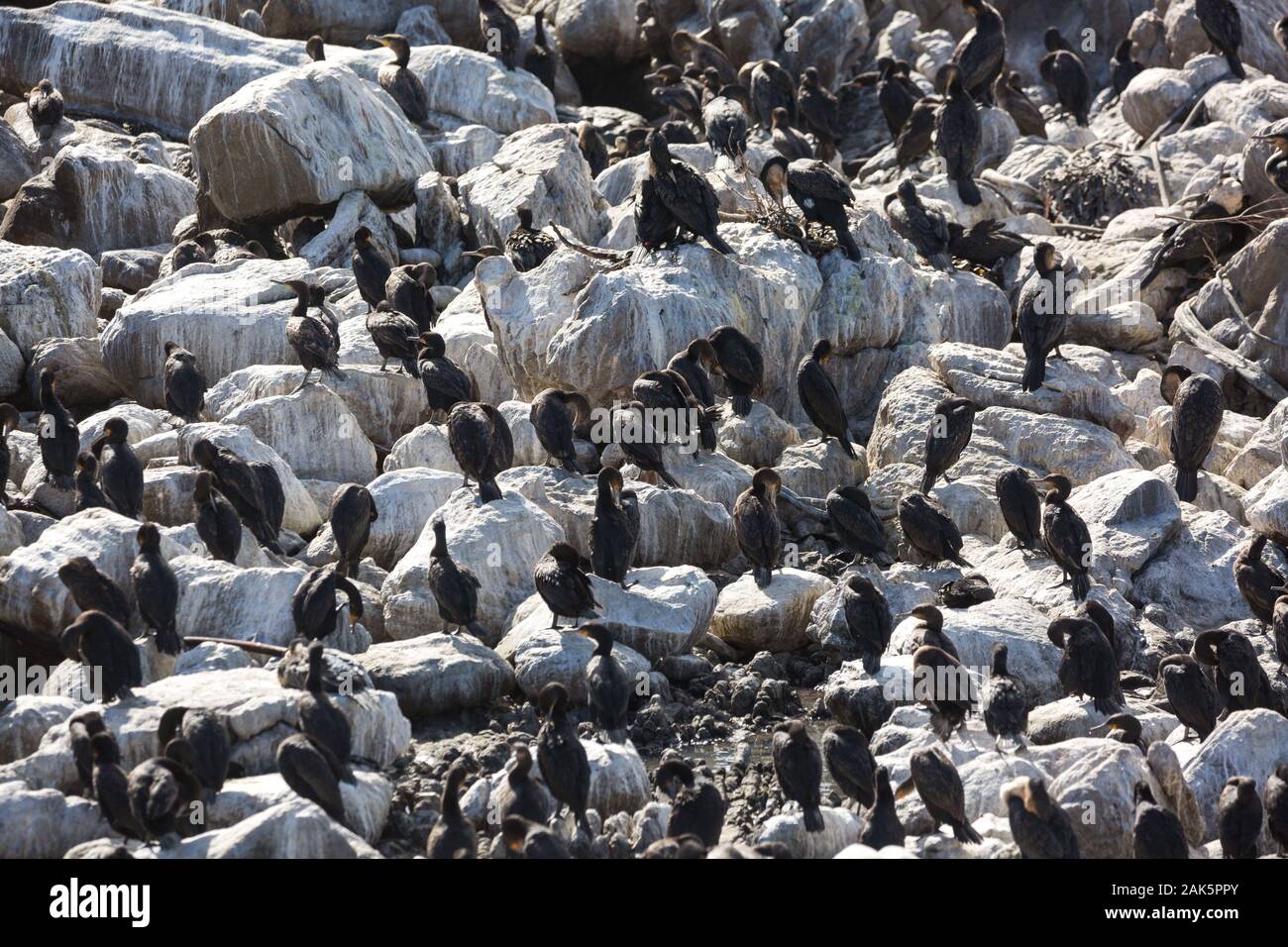 Essaim d'Azur Les cormorans (Phalacrocorax capensis) assis sur les rochers sur la côte et le nettoyage de leur plumage, Afrique du Sud Banque D'Images