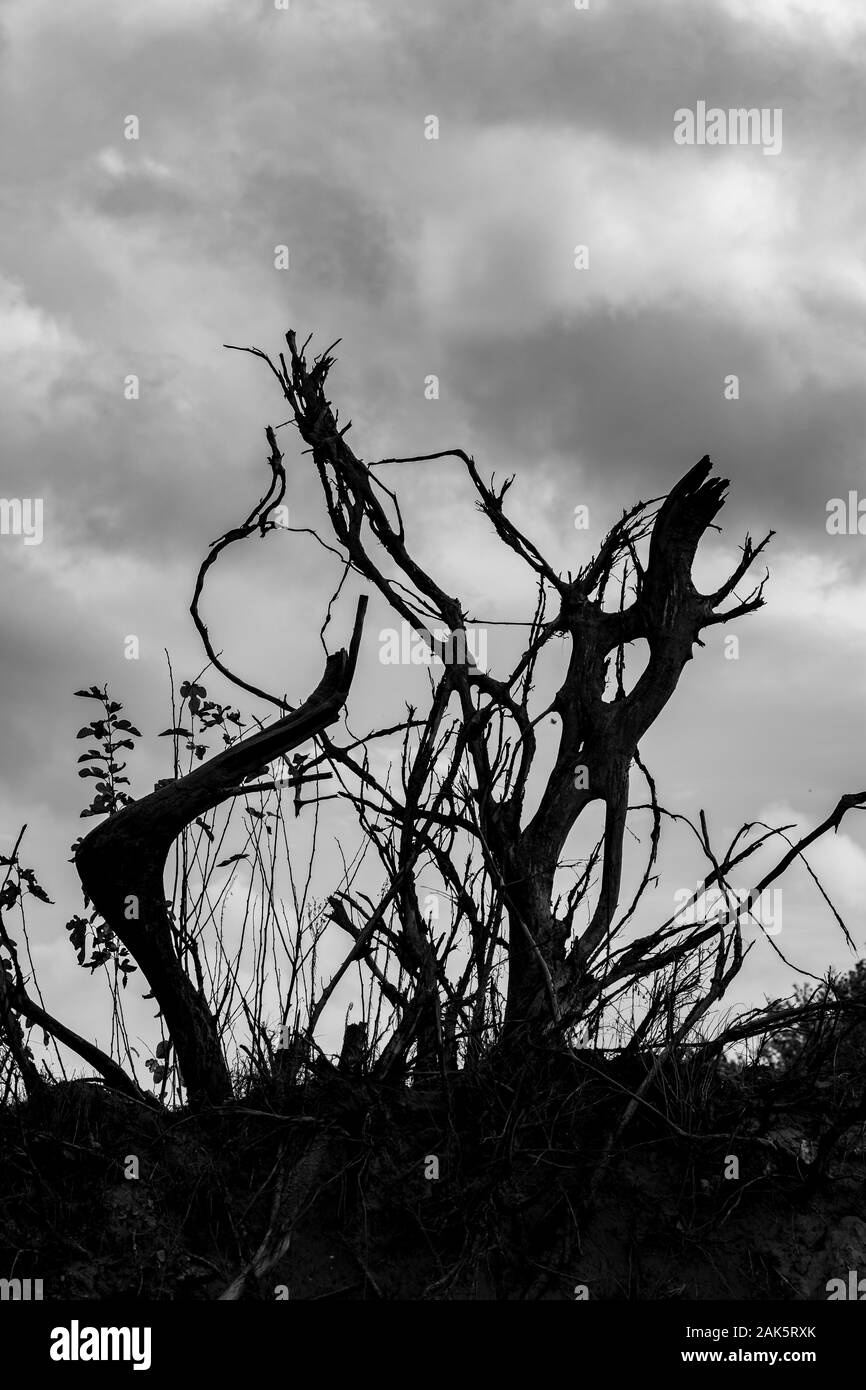 Les racines des arbres de fantaisie peuplier tombé dans l'air dans les nuages ciel dramatique à la fin de l'automne 24. Image en noir et blanc, Zlato village Pôle, Dimitrovgrad, Haskovo, province, la Bulgarie. Paysage paysages Banque D'Images
