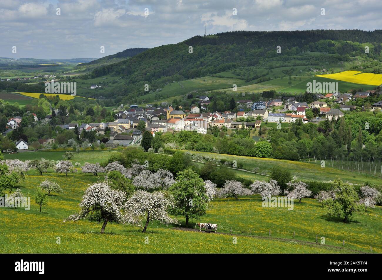 Avh : Blick auf Streuobstwiesen rund um den Ort, Eifel | conditions dans le monde entier Banque D'Images