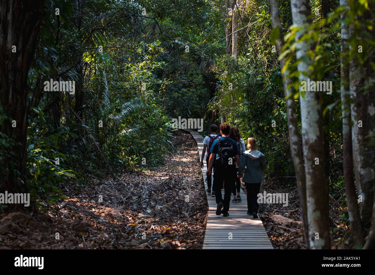 Groupe de touristes explorant un chemin en bois à travers le parc national de Tambopata jusqu'au lac Sandoval près de l'Amazonas (Pérou, Amérique du Sud) Banque D'Images