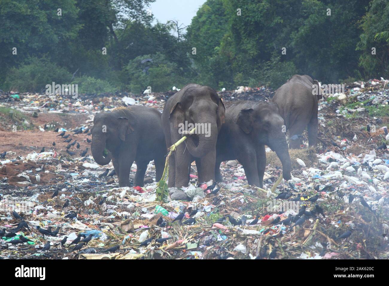 Groupe d'éléphants sauvages à la recherche au milieu de dépotoir (Sri Lanka, Trincomalee) Banque D'Images Groupe d'éléphants sauvages à la recherche au milieu de dépotoir (Sri Lanka, Trincomalee) Banque D'Images