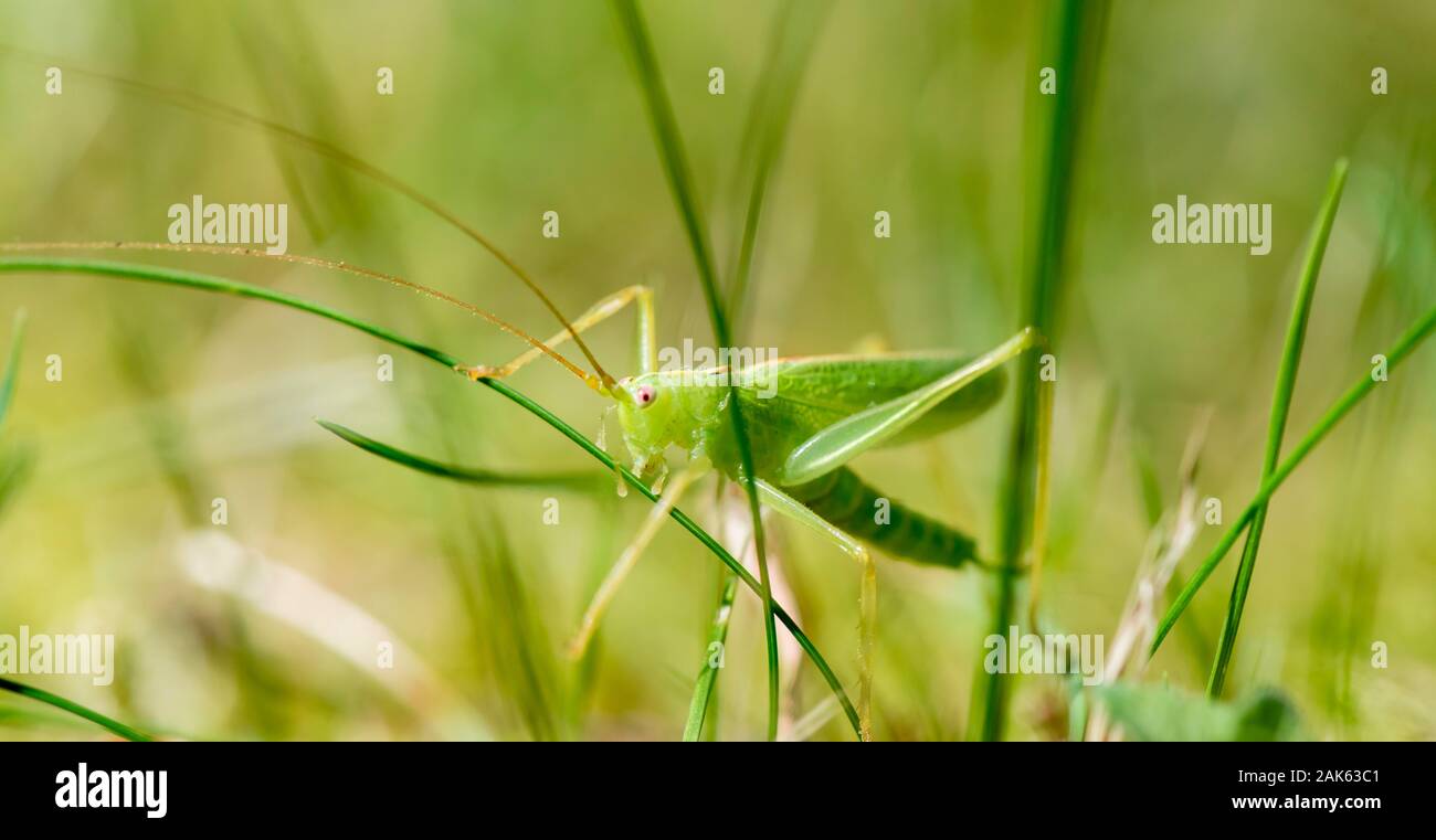Le sud de l'oak bush cricket (Meconema meridionale) entre les brins d'herbe, homme, Bavière, Allemagne Banque D'Images