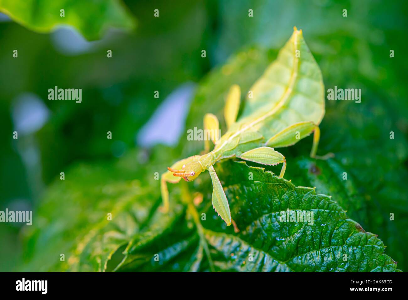 (Phyllium Bioculatum insectes foliaires) sur une feuille, captive, Allemagne Banque D'Images
