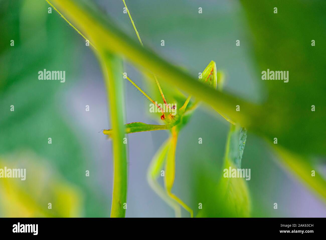 (Phyllium Bioculatum insectes foliaires) entre les feuilles, captive, Allemagne Banque D'Images