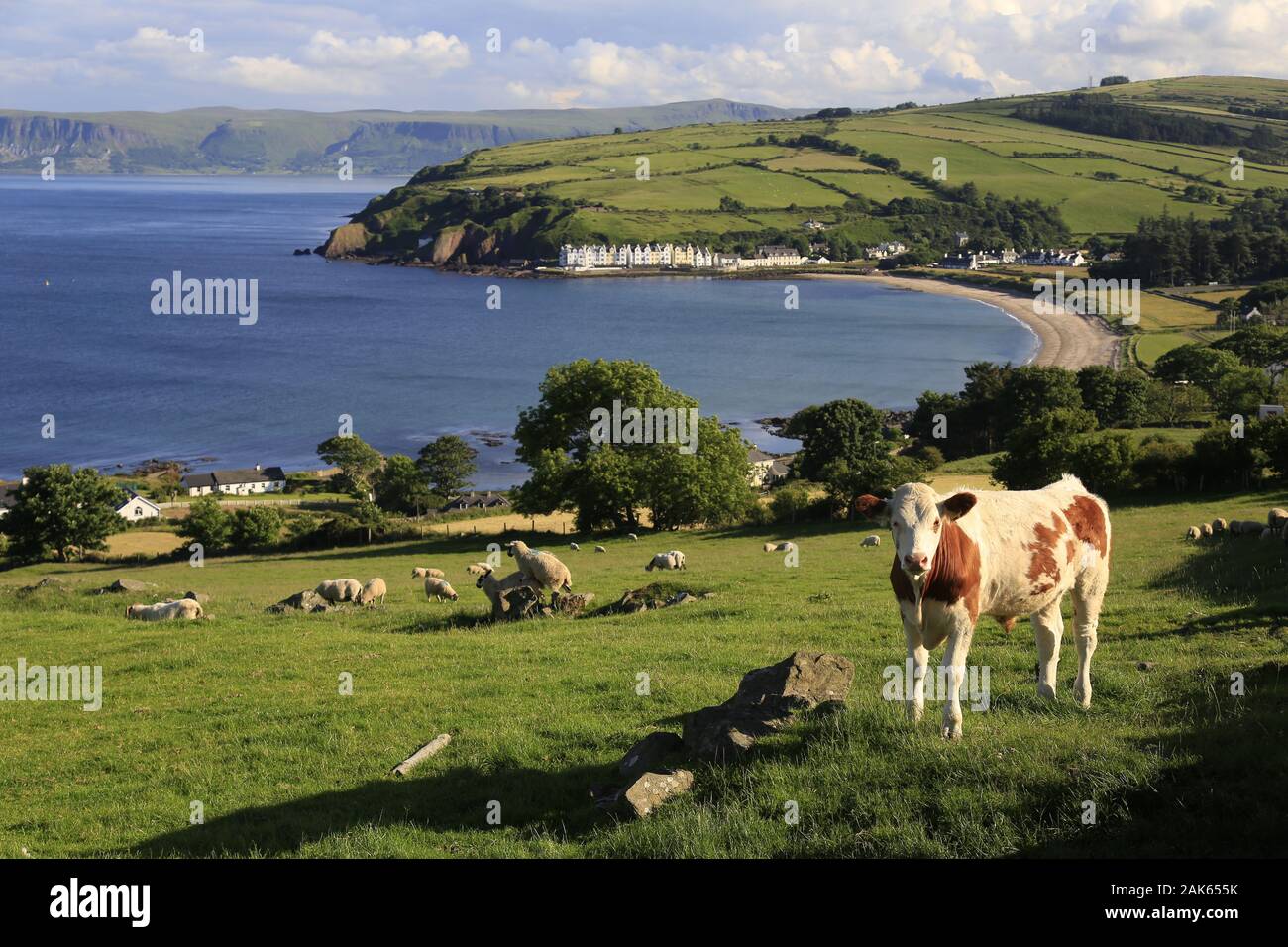 Grafschaft Antrim : weidende Kuh bei Cushendun, Irlande | conditions dans le monde entier Banque D'Images