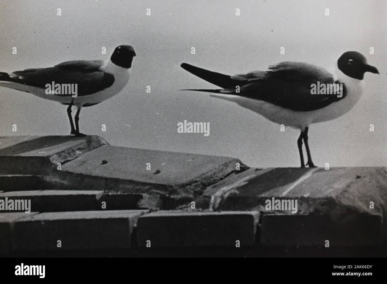 Photo vintage noir et blanc fin des années 70 d'un mouette Banque D'Images