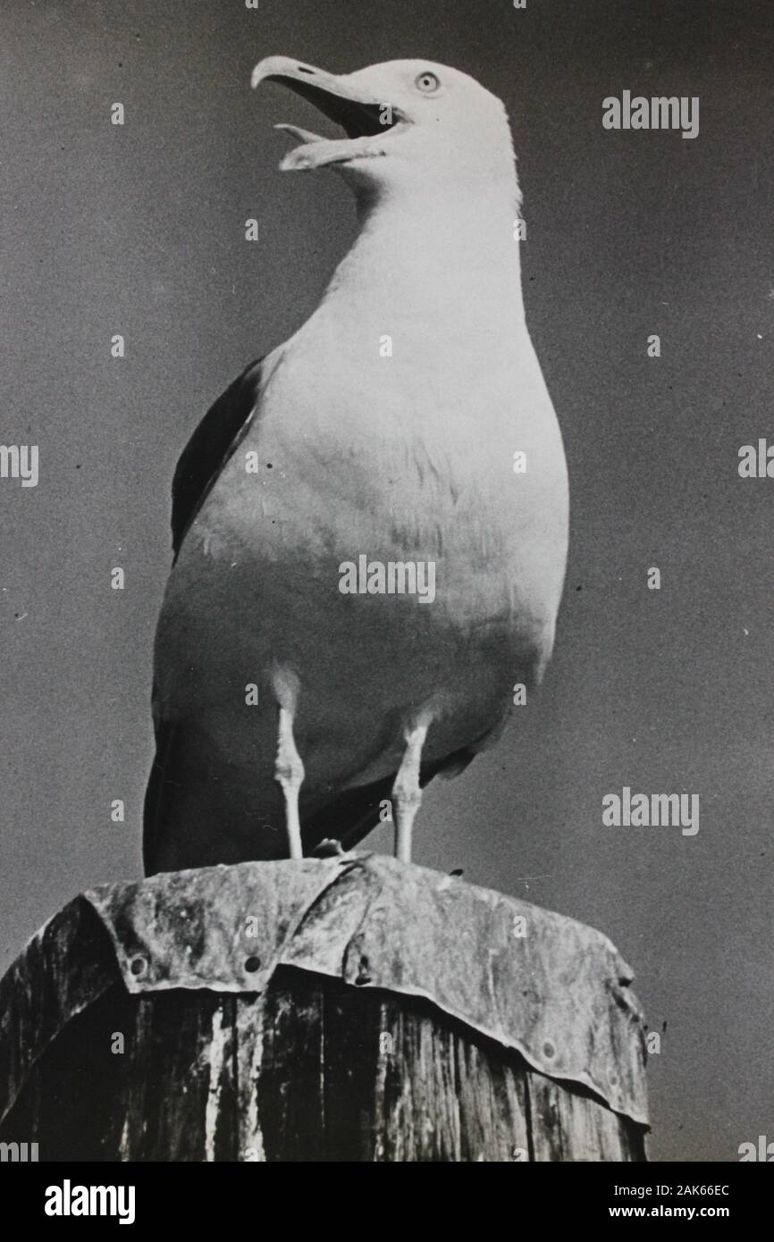 Photo vintage noir et blanc fin des années 70 d'un mouette Banque D'Images