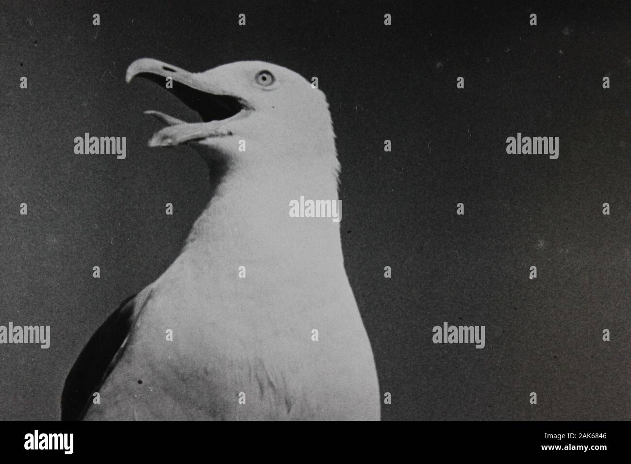 Photo vintage noir et blanc fin des années 70 d'un mouette Banque D'Images