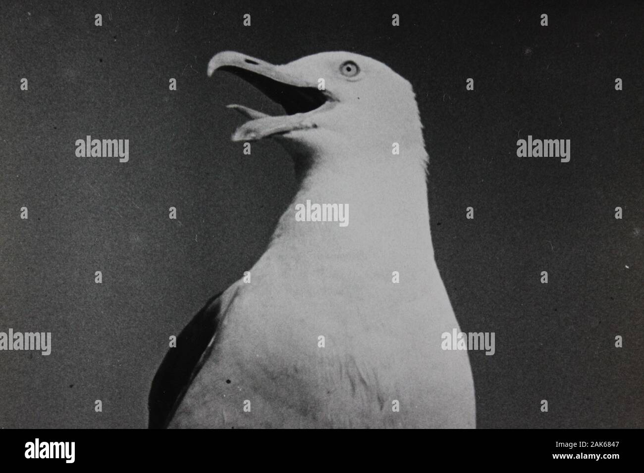 Photo vintage noir et blanc fin des années 70 d'un mouette Banque D'Images
