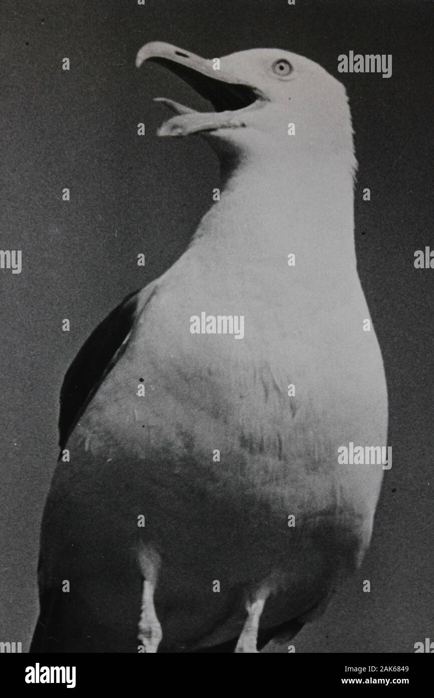 Photo vintage noir et blanc fin des années 70 d'un mouette Banque D'Images