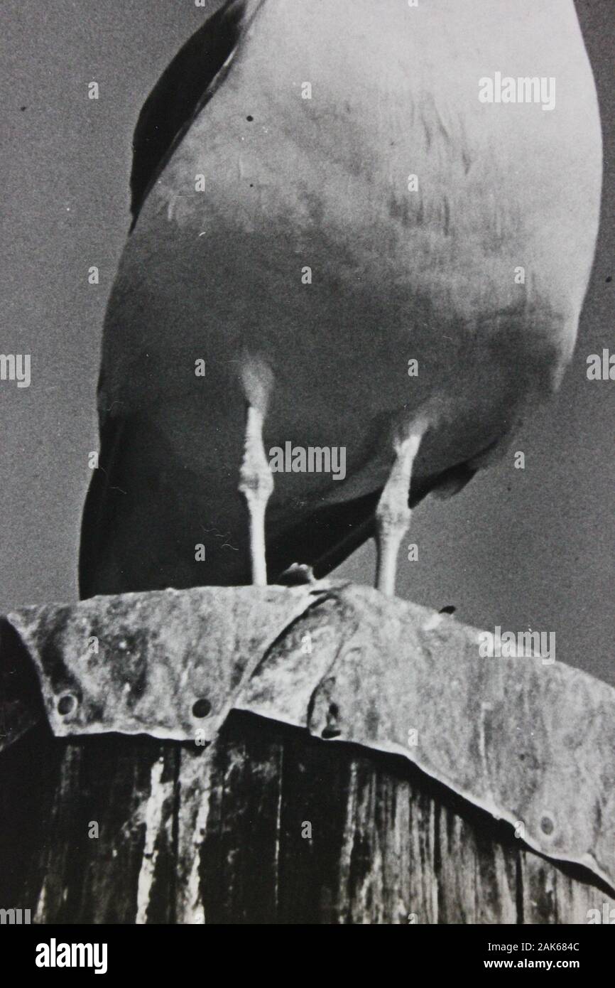 Photo vintage noir et blanc fin des années 70 d'un mouette Banque D'Images