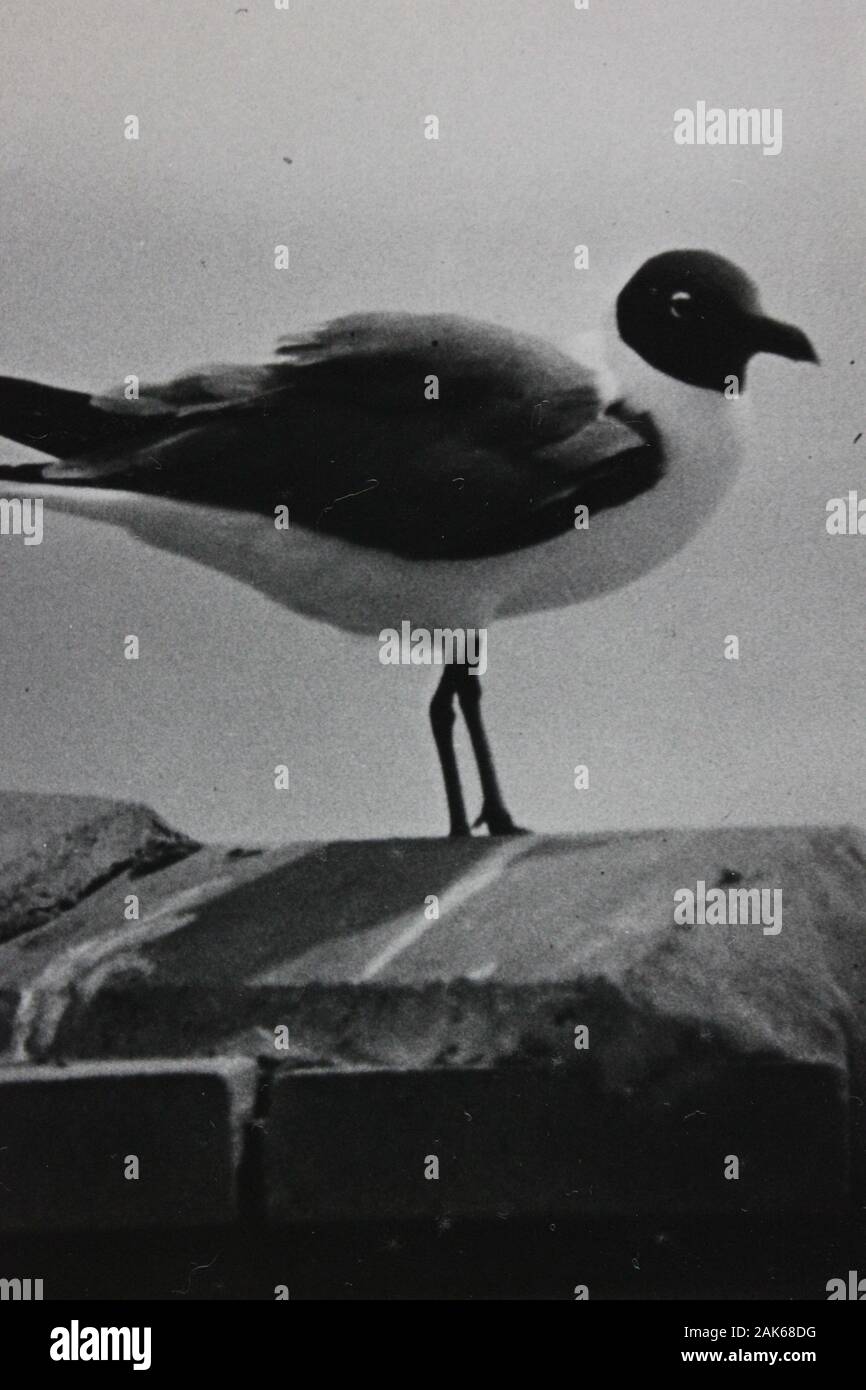 Photo vintage noir et blanc fin des années 70 d'un mouette Banque D'Images